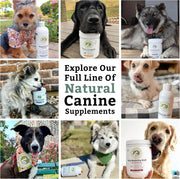 Canine Complete Dog Multivitamin Powder – Wholistic Pet Organics